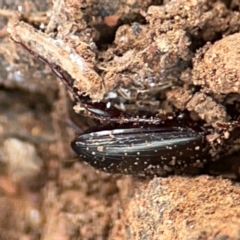Carabidae sp. (family) at Mount Ainslie to Black Mountain - 7 Jun 2024 12:12 PM