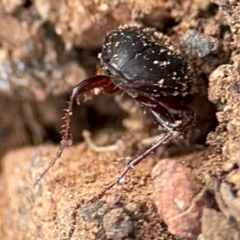 Carabidae sp. (family) at Mount Ainslie to Black Mountain - 7 Jun 2024 12:12 PM