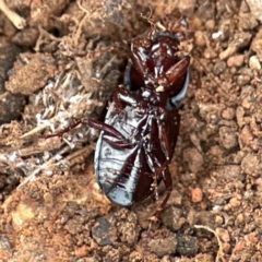 Carabidae sp. (family) at Mount Ainslie to Black Mountain - 7 Jun 2024 12:12 PM