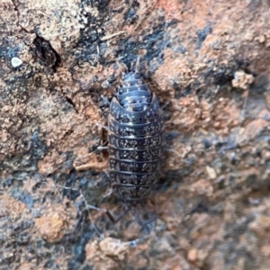 Armadillidium vulgare at Mount Ainslie to Black Mountain - 7 Jun 2024 12:13 PM