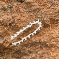 Nymphes myrmeleonoides (Blue eyes lacewing) at Mount Ainslie to Black Mountain - 7 Jun 2024 by Hejor1