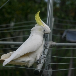 Cacatua galerita at Higgins, ACT - 20 Apr 2008 11:38 AM