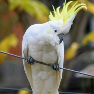 Cacatua galerita at Higgins, ACT - 20 Apr 2008 11:38 AM