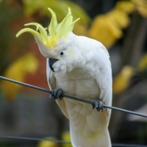 Cacatua galerita at Higgins, ACT - 20 Apr 2008