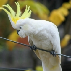 Cacatua galerita at Higgins, ACT - 20 Apr 2008 11:38 AM