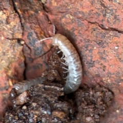 Diplopoda (class) (Unidentified millipede) at Mount Ainslie to Black Mountain - 7 Jun 2024 by Hejor1