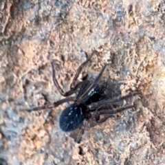 Badumna insignis (Black House Spider) at Mount Ainslie to Black Mountain - 7 Jun 2024 by Hejor1