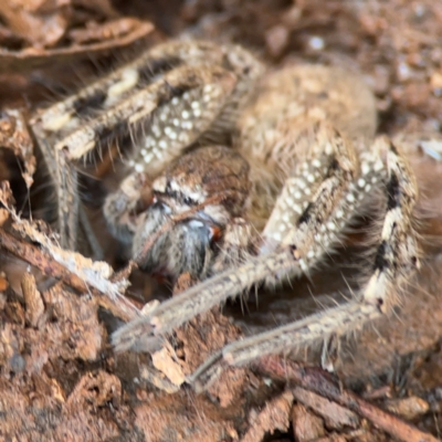 Neosparassus calligaster (Beautiful Badge Huntsman) at Mount Ainslie to Black Mountain - 7 Jun 2024 by Hejor1