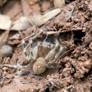 Neosparassus calligaster at Mount Ainslie to Black Mountain - 7 Jun 2024