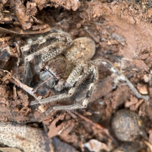 Neosparassus calligaster at Mount Ainslie to Black Mountain - 7 Jun 2024