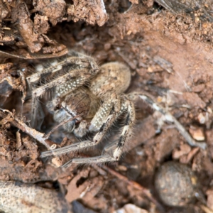 Neosparassus calligaster at Mount Ainslie to Black Mountain - 7 Jun 2024