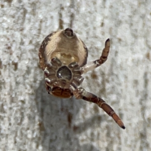 Cymbacha ocellata at Mount Pleasant - 7 Jun 2024