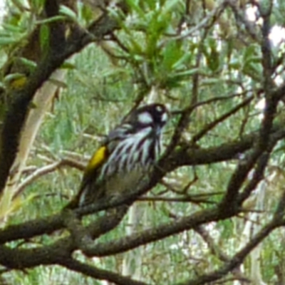 Phylidonyris novaehollandiae (New Holland Honeyeater) at Higgins, ACT - 18 Mar 2011 by AlisonMilton