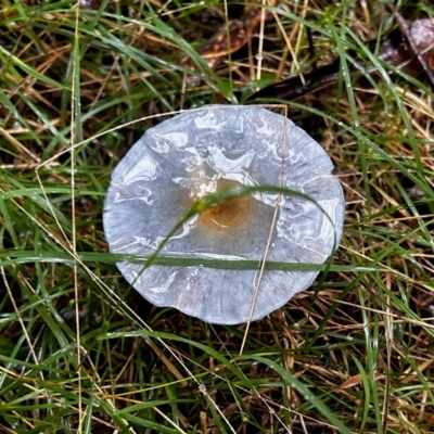 Cortinarius rotundisporus (Elegant Blue Webcap) at Broulee Moruya Nature Observation Area - 7 Jun 2024 by LisaH