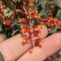 Grevillea wickhamii (Holly-leaved Grevillea, Wickham's Grevillea) at Chilla Well, NT - 15 May 2024 by Darcy