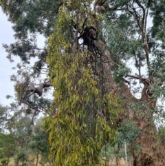 Amyema miquelii (Box Mistletoe) at Watson Woodlands - 7 Jun 2024 by EmilySutcliffe