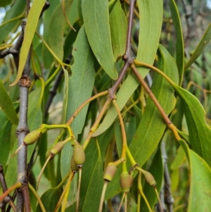 Amyema miquelii at Watson Woodlands - 7 Jun 2024