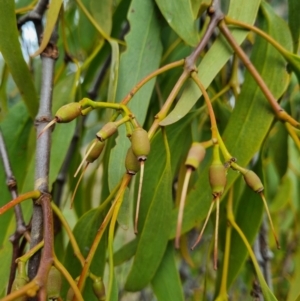 Amyema miquelii at Watson Woodlands - 7 Jun 2024