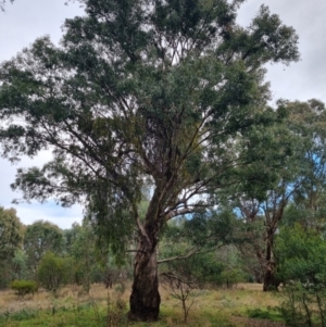 Amyema miquelii at Watson Woodlands - 7 Jun 2024