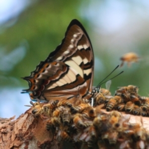 Charaxes sempronius at Higgins, ACT - 11 Feb 2008