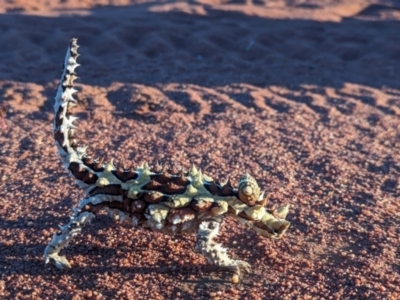 Moloch horridus (Thorny Devil) at Lake Mackay, NT - 15 May 2024 by Darcy