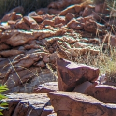 Geophaps plumifera (Spinifex Pigeon) at Lake Mackay, NT - 15 May 2024 by Darcy