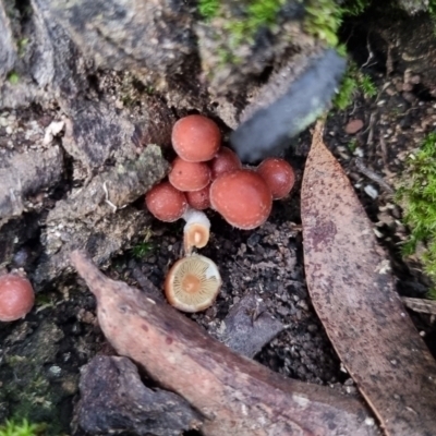 Hypholoma sp. (Hypholoma) at QPRC LGA - 30 May 2024 by clarehoneydove