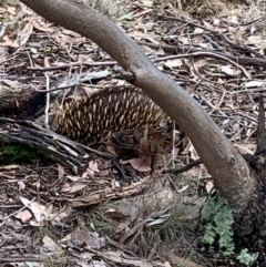 Tachyglossus aculeatus (Short-beaked Echidna) at Mulligans Flat - 7 Jun 2024 by ABeek