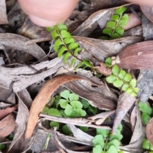 Lindsaea linearis at Monga National Park - 30 May 2024 04:01 PM