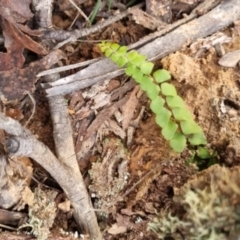 Lindsaea linearis at Monga National Park - 30 May 2024 04:01 PM