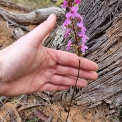 Stylidium graminifolium (grass triggerplant) at QPRC LGA - 30 May 2024 by clarehoneydove