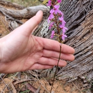 Stylidium graminifolium at QPRC LGA - 30 May 2024