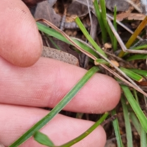 Stylidium graminifolium at QPRC LGA - 30 May 2024