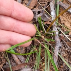 Stylidium graminifolium at QPRC LGA - 30 May 2024