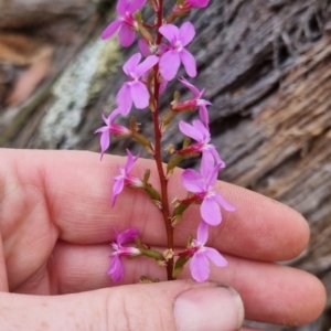 Stylidium graminifolium at QPRC LGA - 30 May 2024 03:47 PM