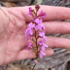 Stylidium graminifolium at QPRC LGA - 30 May 2024 03:47 PM