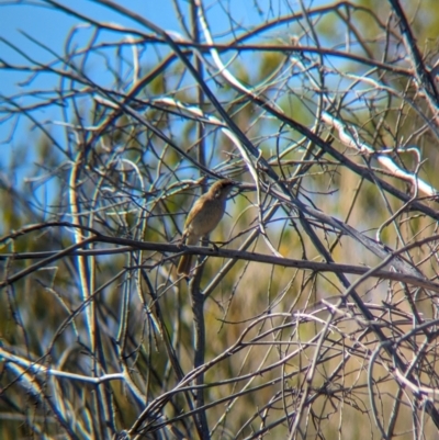 Lichmera indistincta (Brown Honeyeater) at Lake Mackay, NT - 17 May 2024 by Darcy