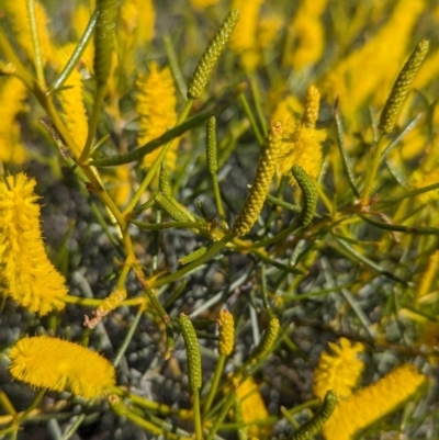 Acacia hilliana (Hill's Tabletop Wattle, Flying-saucer Bush) by Darcy