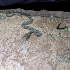 Antaresia stimsoni (Stimson's Python) at Lake Mackay, NT - 18 May 2024 by Darcy