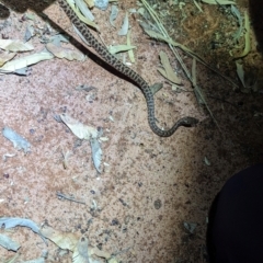 Antaresia stimsoni at Lake Mackay, NT - suppressed