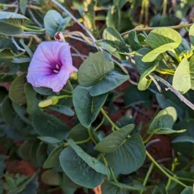 Ipomoea costata (Rock Morning Glory, Bush Potato) at Lake Mackay, NT by Darcy