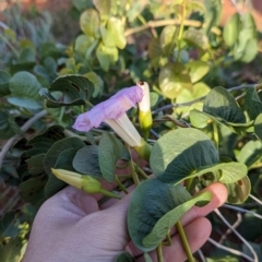 Ipomoea costata at Lake Mackay, NT - suppressed