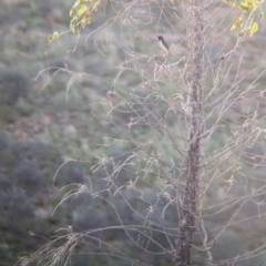 Sugomel nigrum (Black Honeyeater) at Lake Mackay, NT - 19 May 2024 by Darcy