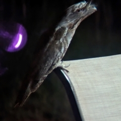 Podargus strigoides (Tawny Frogmouth) at Lake Mackay, NT - 19 May 2024 by Darcy