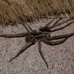 Tasmanicosa sp. (genus) (Unidentified Tasmanicosa wolf spider) at WendyM's farm at Freshwater Ck. - 30 Oct 2023 by WendyEM