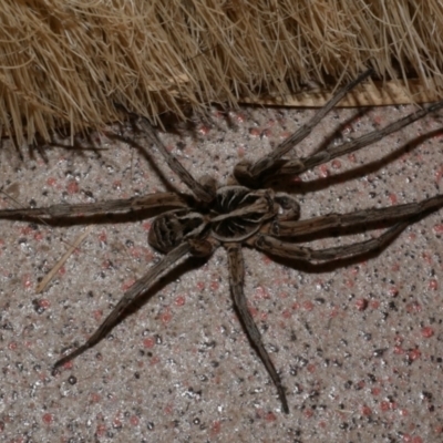 Tasmanicosa sp. (genus) (Unidentified Tasmanicosa wolf spider) at WendyM's farm at Freshwater Ck. - 30 Oct 2023 by WendyEM