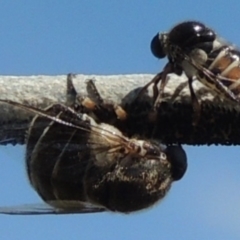 Ogcodes basalis (A hunch-back fly) at Freshwater Creek, VIC - 29 Oct 2023 by WendyEM