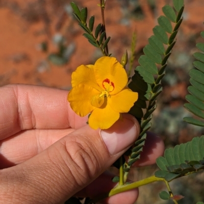 Petalostylis cassioides at Lake Mackay, NT by Darcy