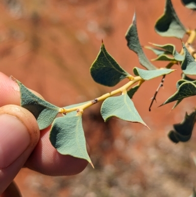 Acacia inaequilatera (Fire Wattle, Kanji) at Lake Mackay, NT by Darcy