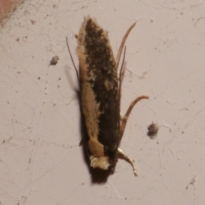 Monopis ethelella (Dead Sheep's Moth) at WendyM's farm at Freshwater Ck. - 20 Oct 2023 by WendyEM